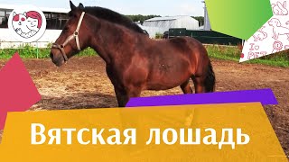 Вятская лошадь на ilikepet Вятская лошадь на ilikepet