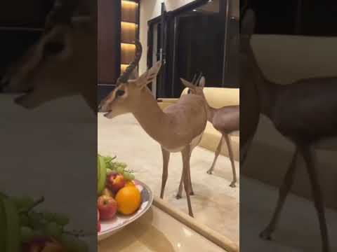 امن الشعيبي إيه مختص يفصلوله نوع غالي