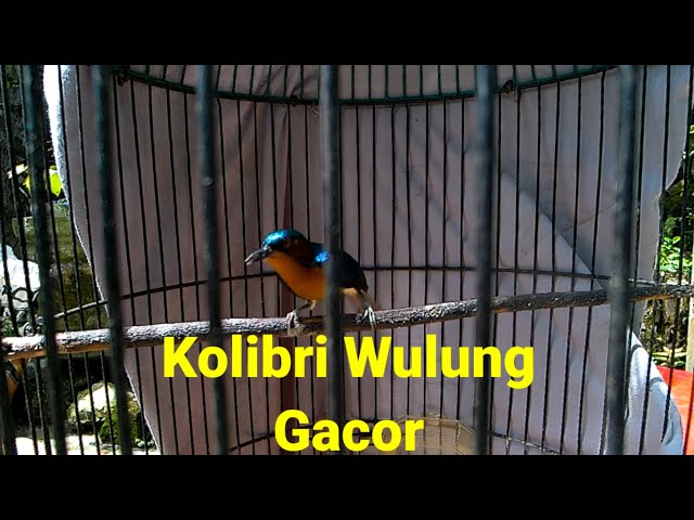 Kolibri Wulung Gacor class=
