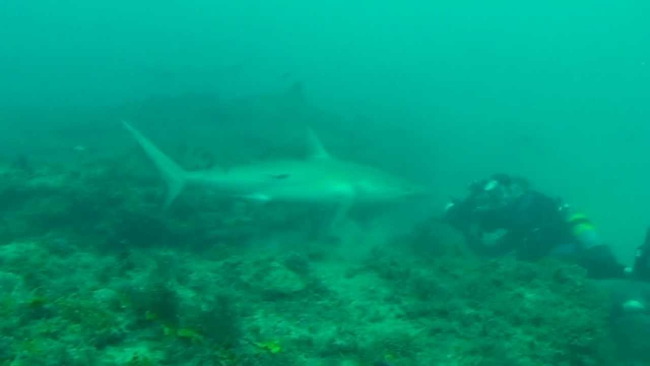 video phone beyonce mp3 Wade Baldwin Dive Jupiter Florida with Randy Jordan of Emera