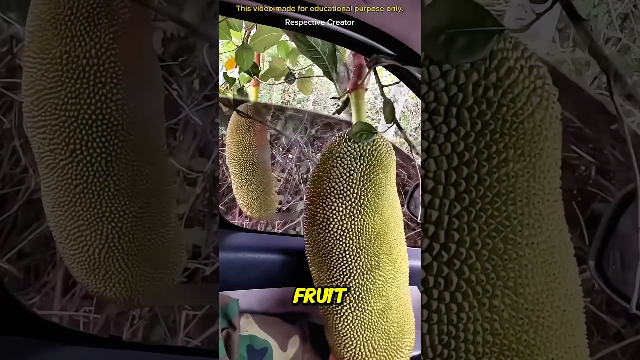 The man who picked fruit with his car 🚗