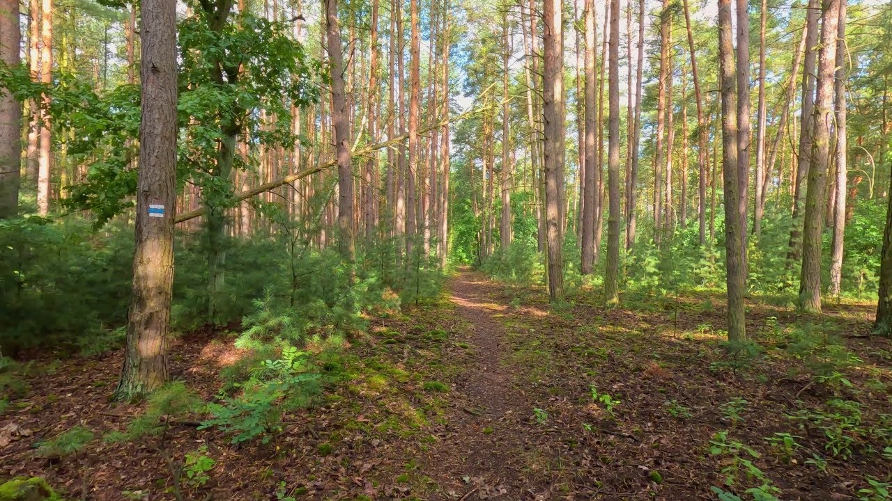 Hiking in Czechia 🟦 Řečany n/L – Obří Postele | East Bohemia • 4K HDR