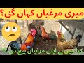 Mere sari murgiya kahan gae        khubaib pets