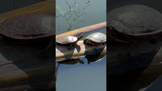 Turtles on a lake #birdnoises #paintedturtle #turtles #turtleshorts