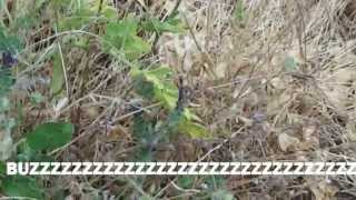 Samos 2013 - Ep.2 Island of Bugs(, 2013-06-14T17:57:44.000Z)