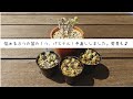 【多肉植物】Ans.カリカリのパステルをお手入れしました！コメントありがとうございました☆色んな発見もありました♪