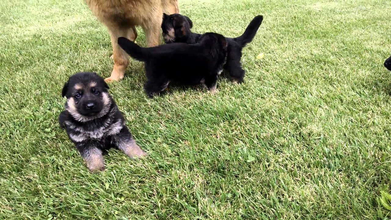 3 week old German Shepherd puppies YouTube