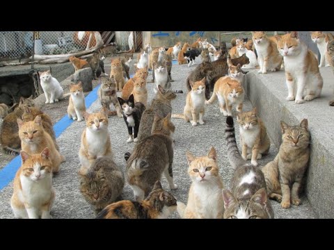 Video: Dove vivono i gattini?