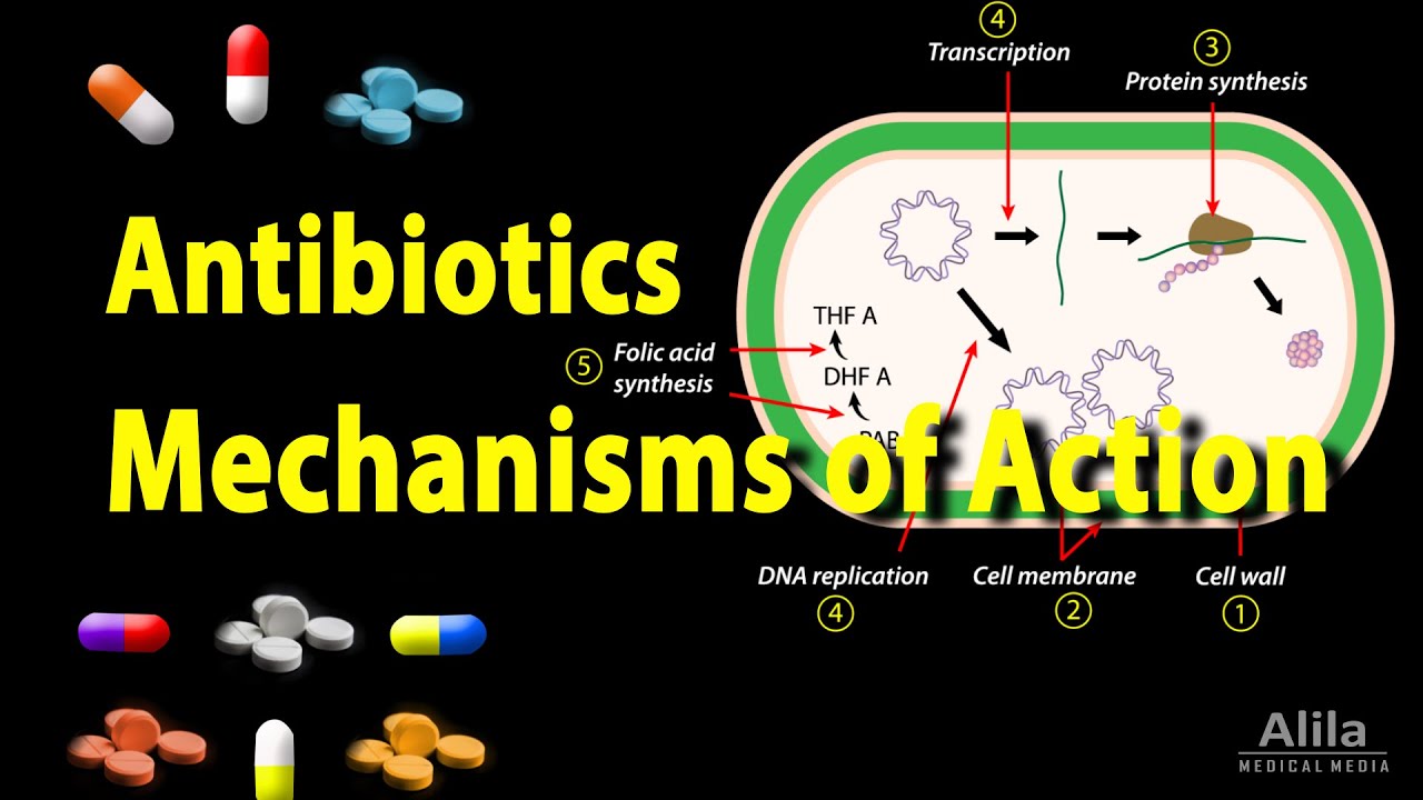 antibiotics killing bacteria cartoon