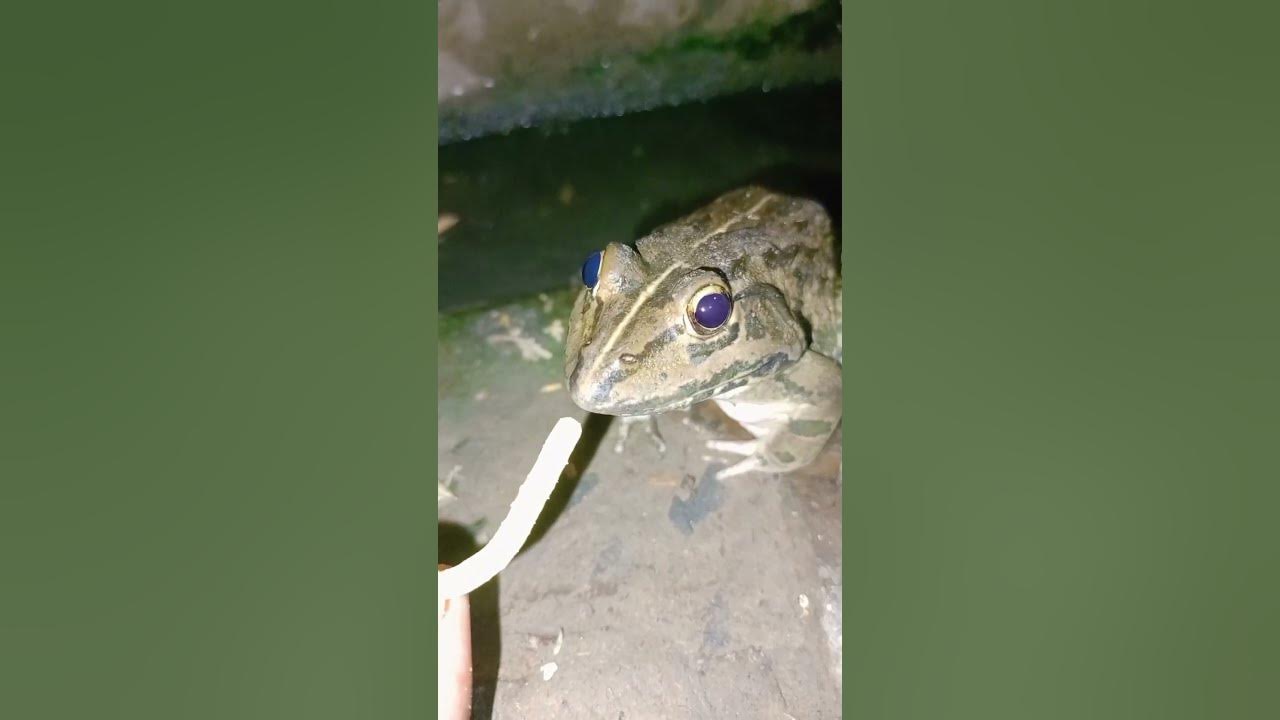 Fanny 🐸 frog video shortvideo youtubeshorts comedy frog 🐸 YouTube