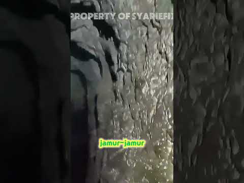 Jamur Apa Ini? Tumbuh di Dalam Gua! #shorts #guasurowono by Syariefix