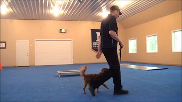 Beau (Cavapoo) Dog Training Video