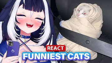 Shylily Reacts to Funny Cats Videos | Cats think sometimes