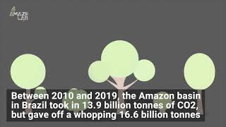 The Amazon Rainforest Now Gives off More Carbon Than It Absorbs