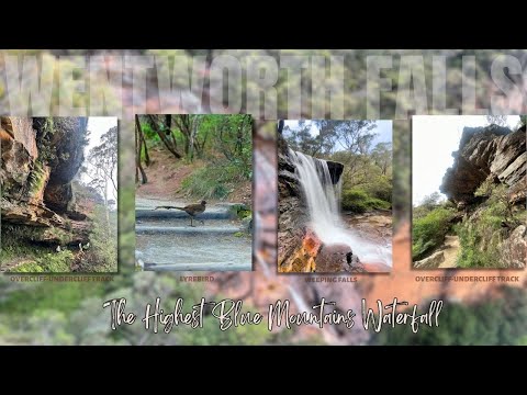 Wentworth Falls Lookout - Blue Mountain's Jaw-Dropping Beauty | Must-See Australia Travel Vlog VIII