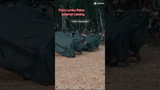 Lembu Rekso Polaman Lawang