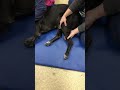 Massage For Canine Rehabilitation Therapy 