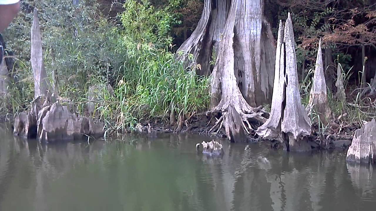 Dead Lakes Wewahitchka Fl YouTube