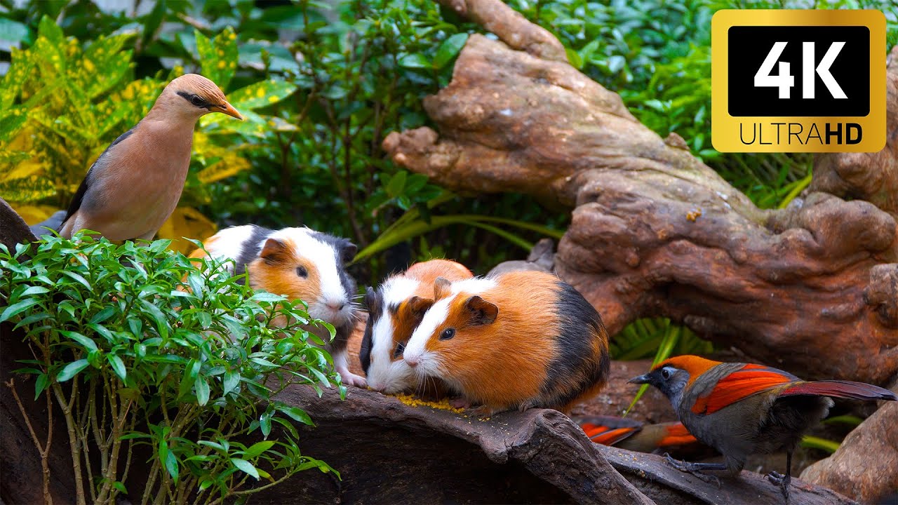 Cat TV for Cats to Watch 😻 Countless Tiny Birds & Playful Squirrel Friends in Nature 🕊️ 4K HDR 60FPS