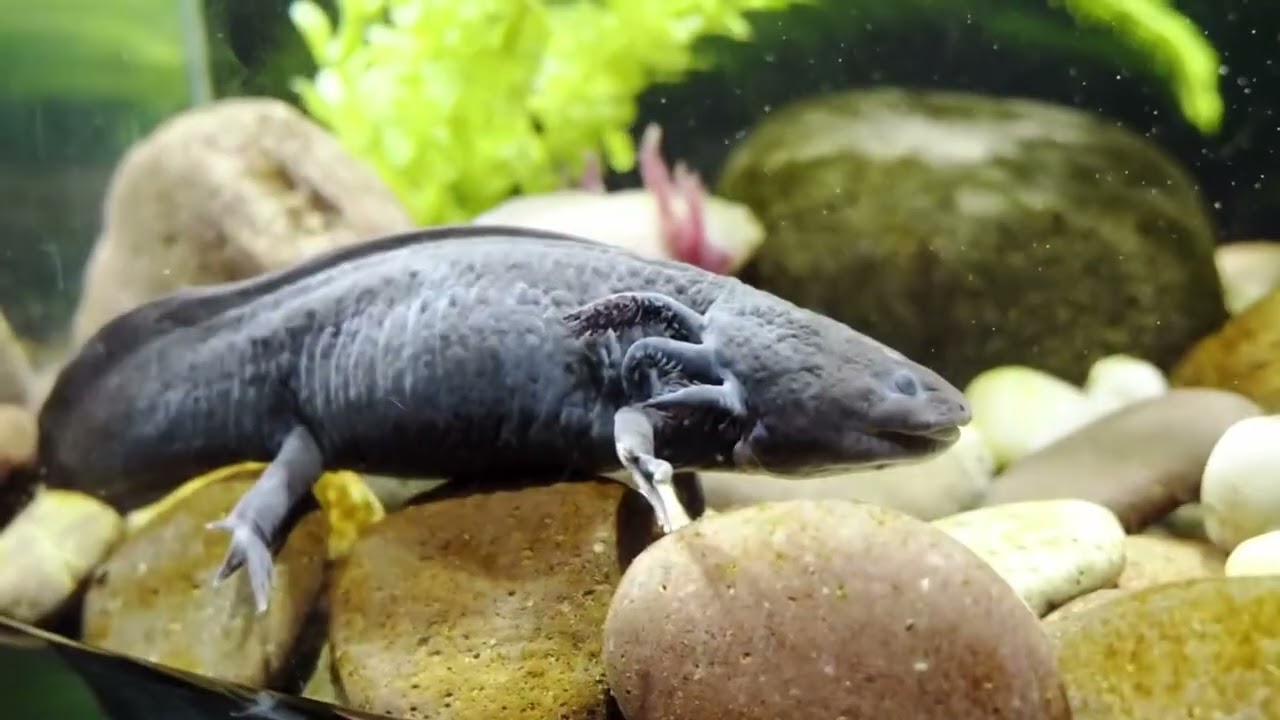 Amazing Aquarium Fish Feeding Frenzy | Relaxing Underwater Views