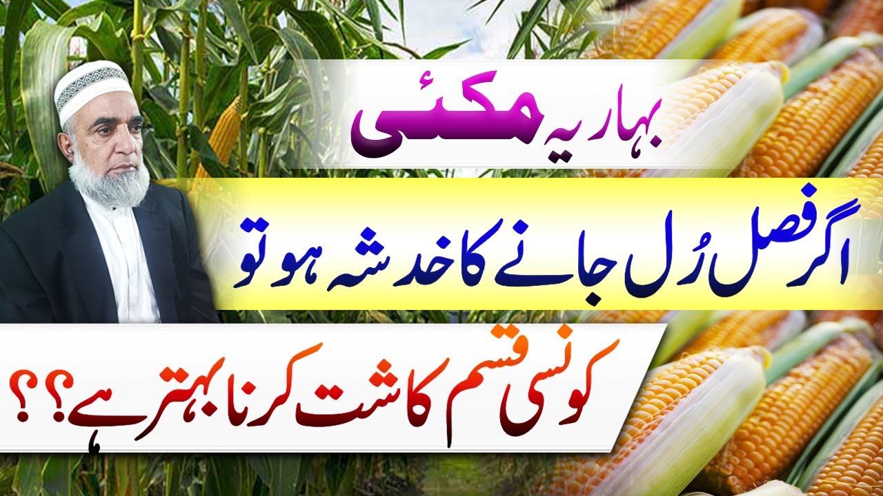 How to Choose the Right Spring Maize Variety || Crop Reformer