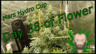 Day 38 of Flower Garden Update | New Product | Mars Hydro Cup | TWTGC