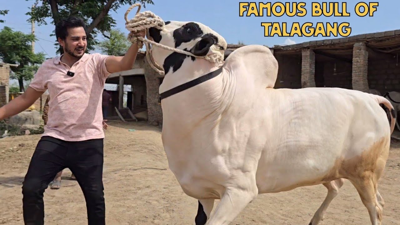 Dera Umer - Talagang - Fateh Jang Bulls - Cow Mandi 2024 -Bakra Mandi 2024 - Big Beauties