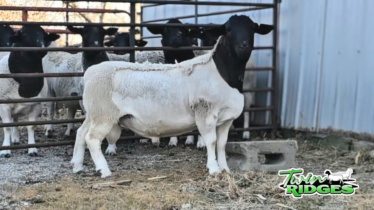 Twin Ridges Twin Ridges 25324 SOLD - YouTube