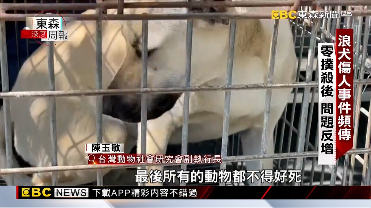 【東森深度周報】浪犬咬人群起而攻之 動保法外的危機 調查中心報導 @newsebc