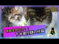 【偶然の奇跡☆】 ベンチに挟まれた仔猫を救出