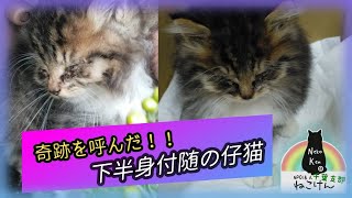 【偶然の奇跡☆】 ベンチに挟まれた仔猫を救出