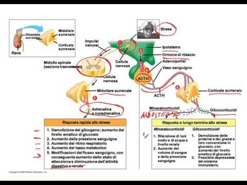 Video: Quando viene stimolato il midollo surrenale?