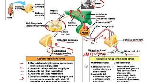 Cosa rilascia la midollare del surrene?