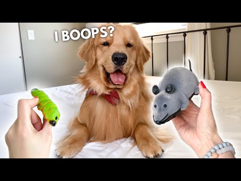 my-dog-reacts-to-giant-mouse