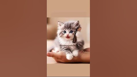 CAT Singing rose’& Brunomars APT Song on iPhone #cat #cute #singing #viralvideo #viralshorts#rose’