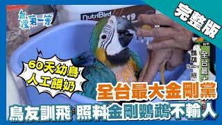 台中【蠶寶寶突變種 天蠶黑旋風／金剛鸚鵡鳥友 最大金剛黨／陰間銀行 手工金紙老字號】 │2018.08.14│《台灣第一等》269集完整版