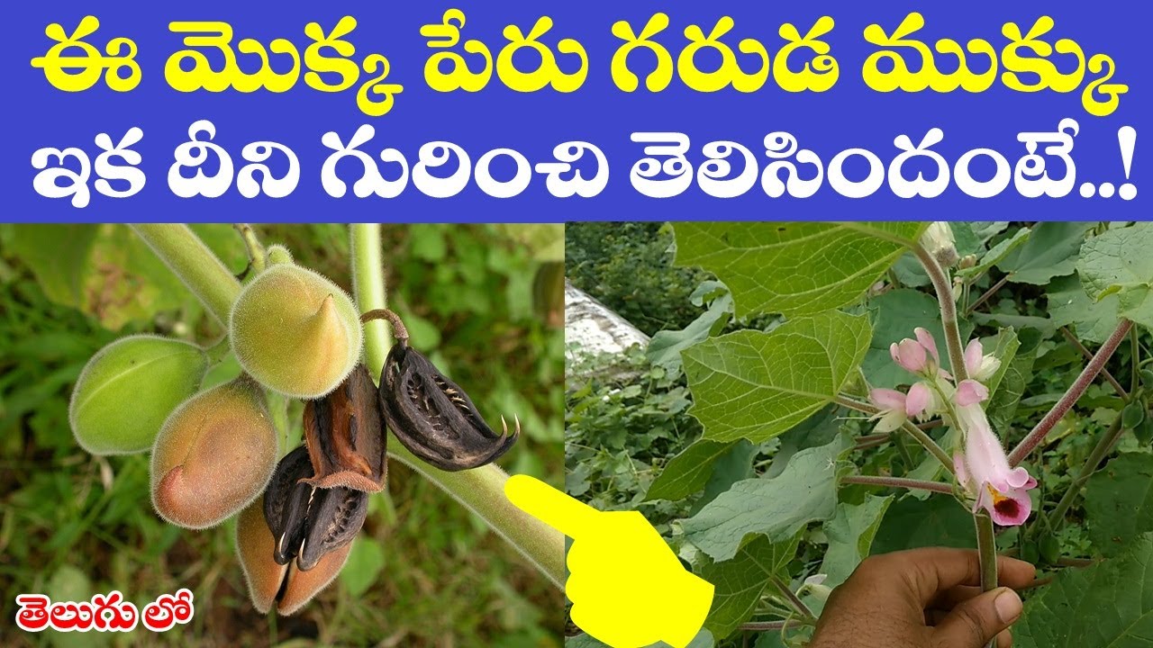 ఈ మొక్క పేరు గరుడ ముక్కు ! దీని గురించి తెలిసిందంటే ! || Real Facts about Garuda Mukku Chettu