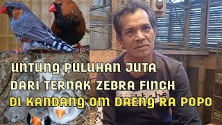 Sukses beternak zebra finch di kandang koloni