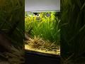 Feeding my plants using Sera Florenette🌿 #plants #care #plantedtank #aquarium #fish #tank #feeding