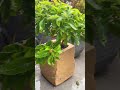 Nature-Inspired Stone Planters for a Serene Home#plantersrus #homedecor #balconyvibes #outdoordecor