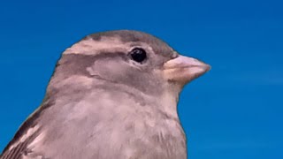 Serçenin Şarkısı, Dişi Serçenin Çağrısı