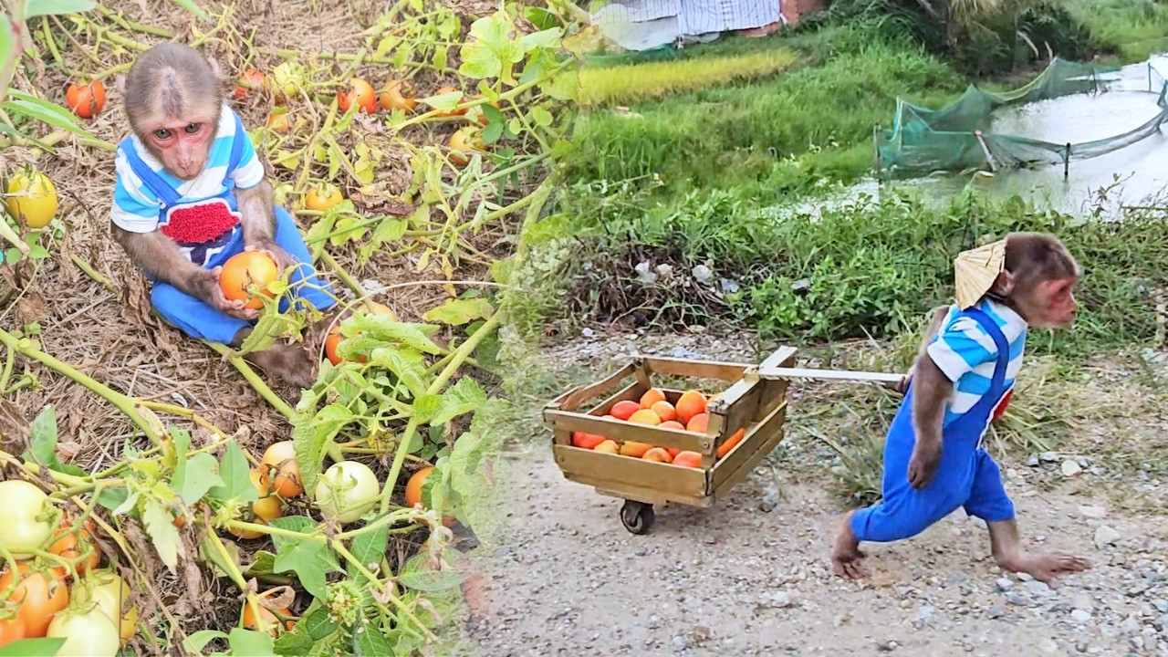 Tomato Trouble! SU Hard & Hilarious Day Harvesting and Selling!