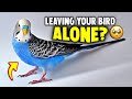 Never Do THIS When You Leave Your Bird ALONE