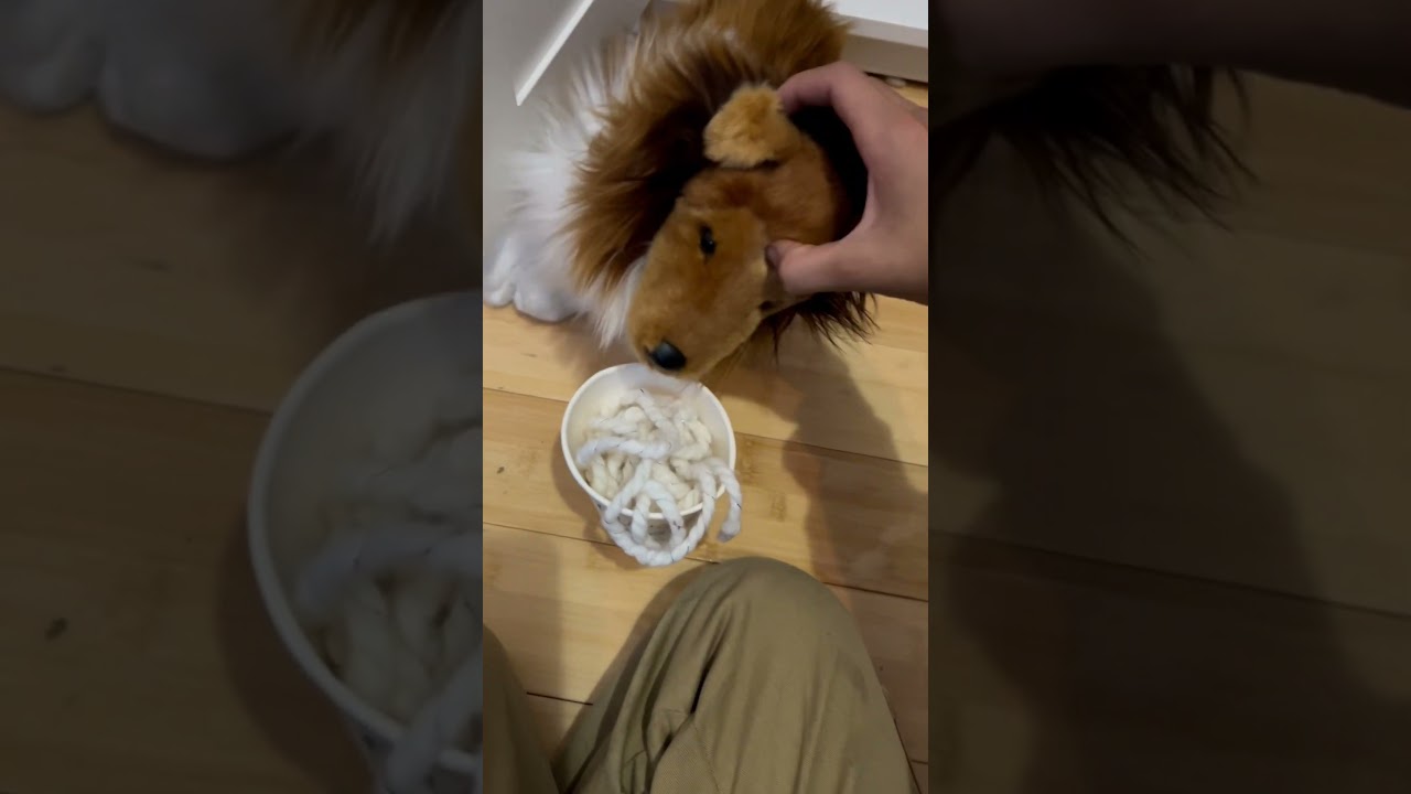 How to groom a Douglas plush dog #dog #essa #petgrooming #shorts