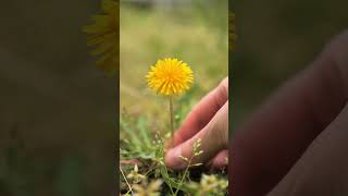 ФОТОГРАФИИ цветов у подвала ▫️ эстетичные летние ФОТО со смыслом