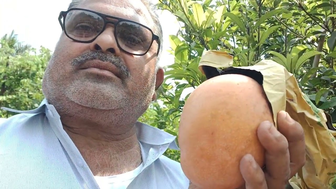 Tommy Atkins mango 🥭 7075858499_7095858499 plant's available