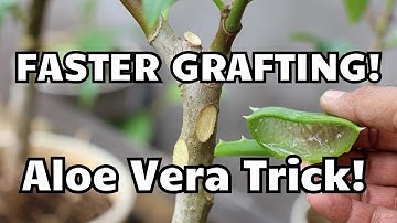Unieke techniek: mangoboomstekken sneller enten met aloë vera