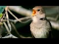 Masteran Burung Sikatan Londo Gacor Banget Buat Pancingan Jos Gandos Mp3 - Mp4 Download