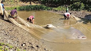 Best Net Fishing - Big Fish catching using by Big Net in The Beautiful Village Pond