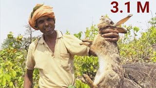 Lambha kar sikar | Rabbit Hunting  | Rabbit Trap | Rabbit Trap 2 | Khargos ka shikar | Rabbit screenshot 2